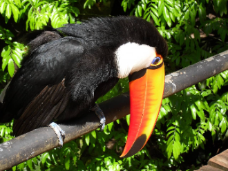 Tucan Argentina