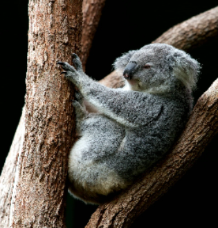 Koala