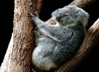 Koala