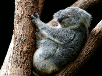 Koala