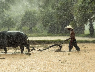 Camboya bufalo de agua