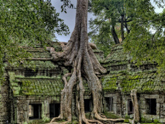 Templo de raices Angkor