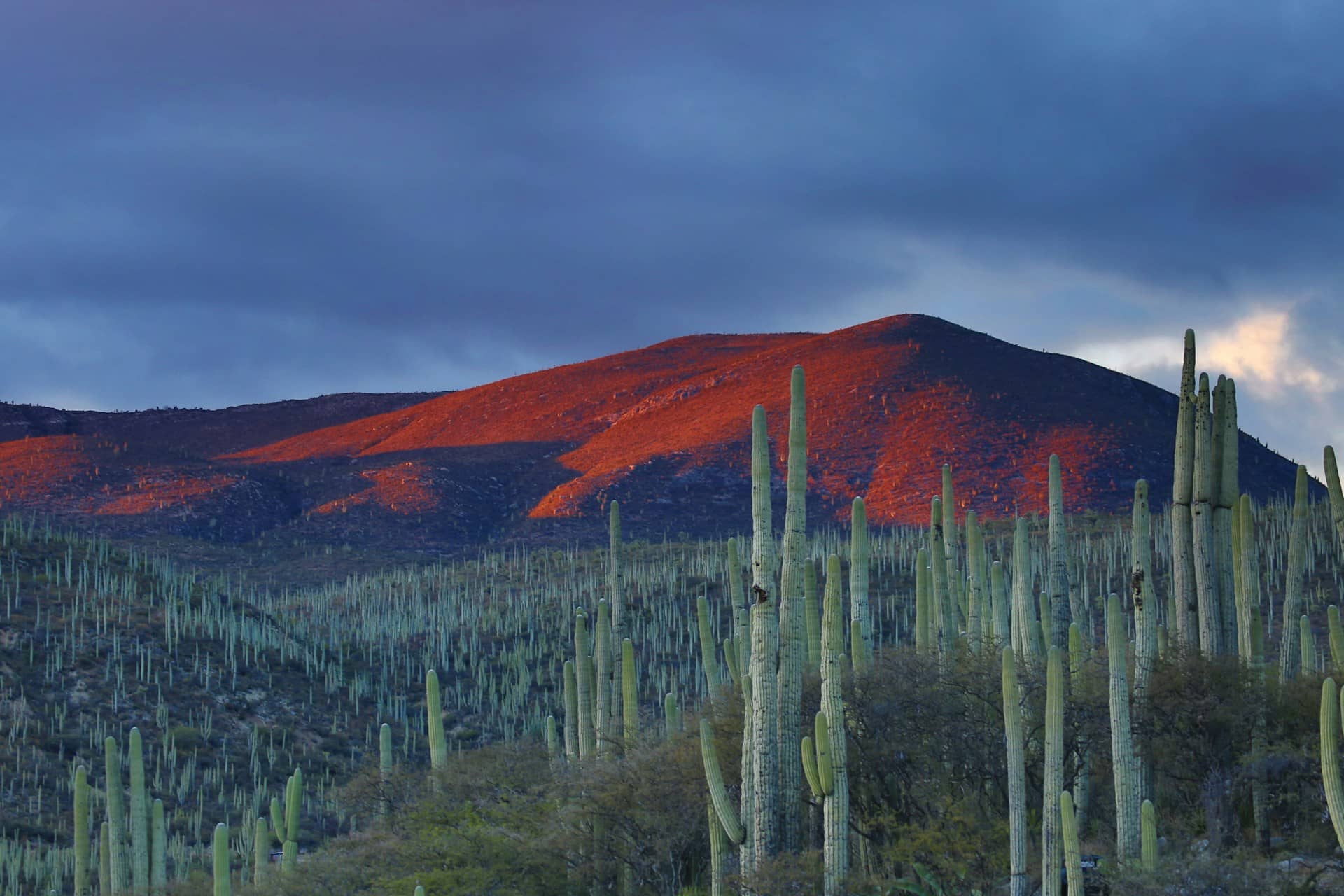 Desierto