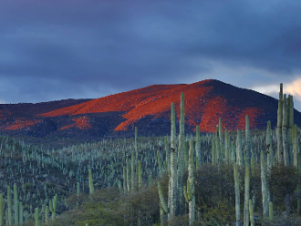 Desierto