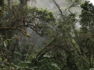 Selva Guatemala