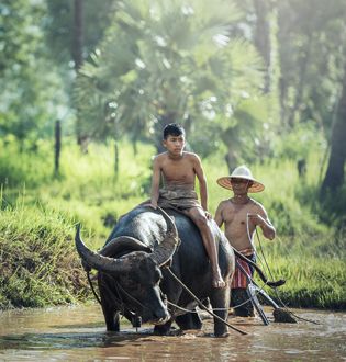 Laos rural
