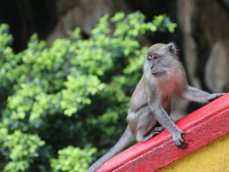 mono malasio mono malasio