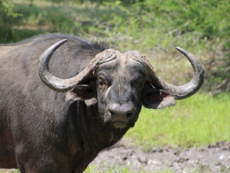 Bufalo Mozambique