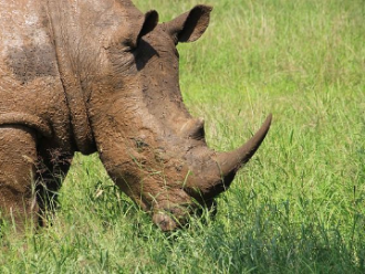 Rinoceronte kruger