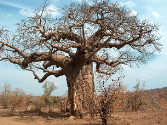 Baobab Mozambique