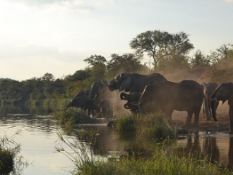 Elefantes Mozambique