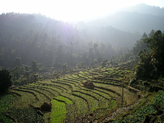campo arroz nepal