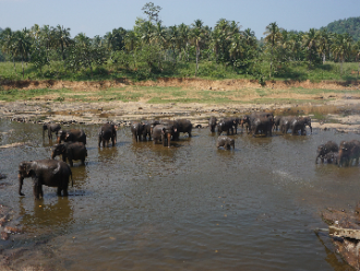 Elefantes en Udawalawe
